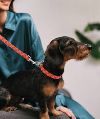 PERRO